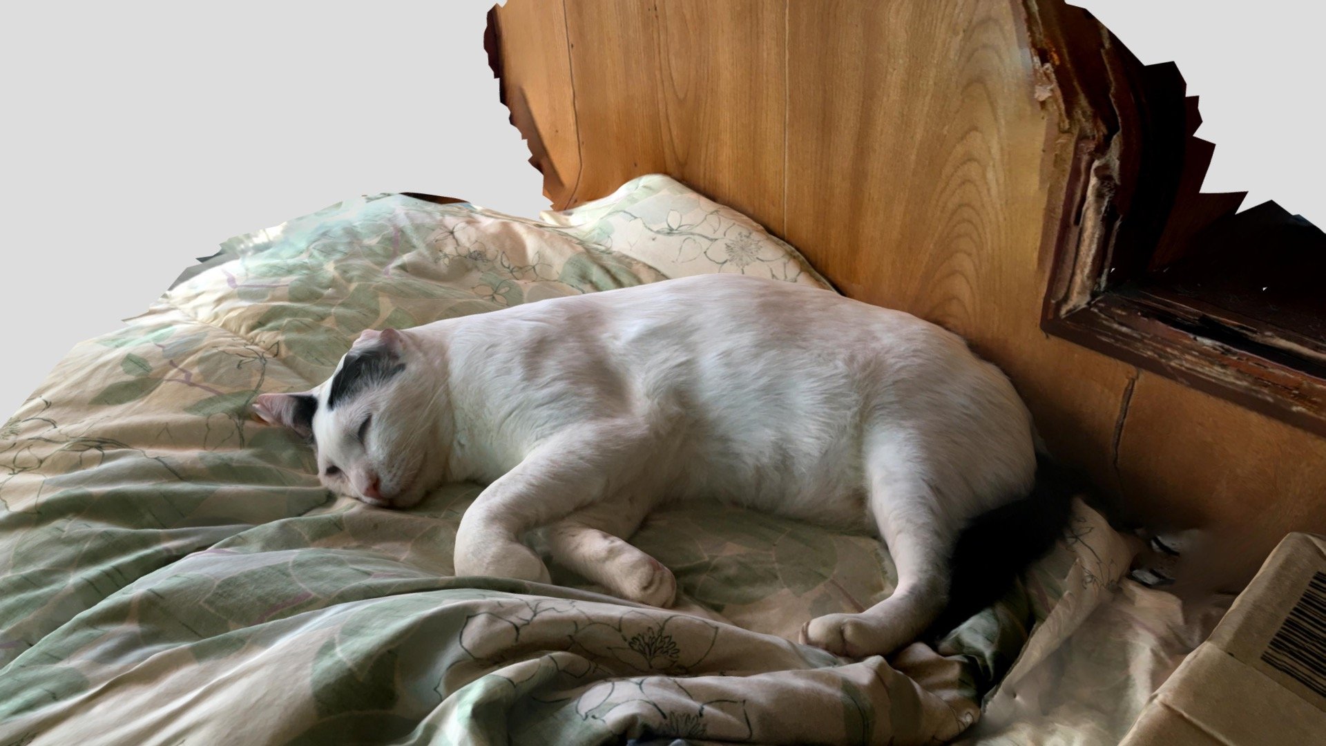cat