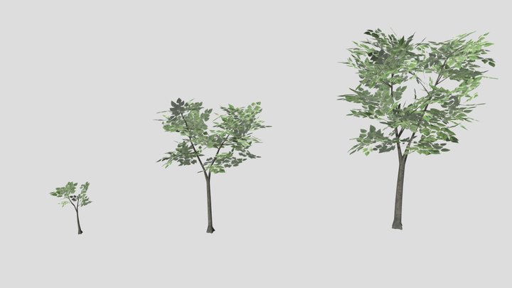 07_Gmelina 3D Model