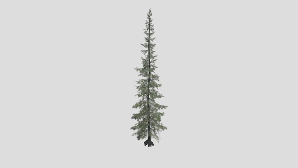 Tree Sabalpinefir B1