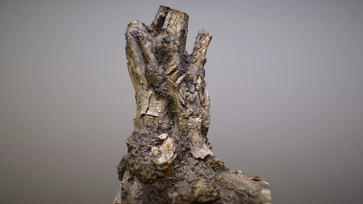 Old Tree Stump 6 3D Model