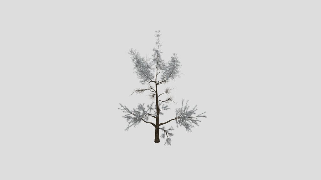 Sj Brown Haze Pine Tree