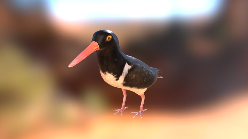 Oystercatcher 3D model by yooclid [287caef] Sketchfab