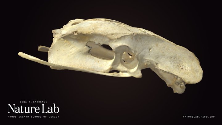 Bird Synsacrum – Free 3D Model STL