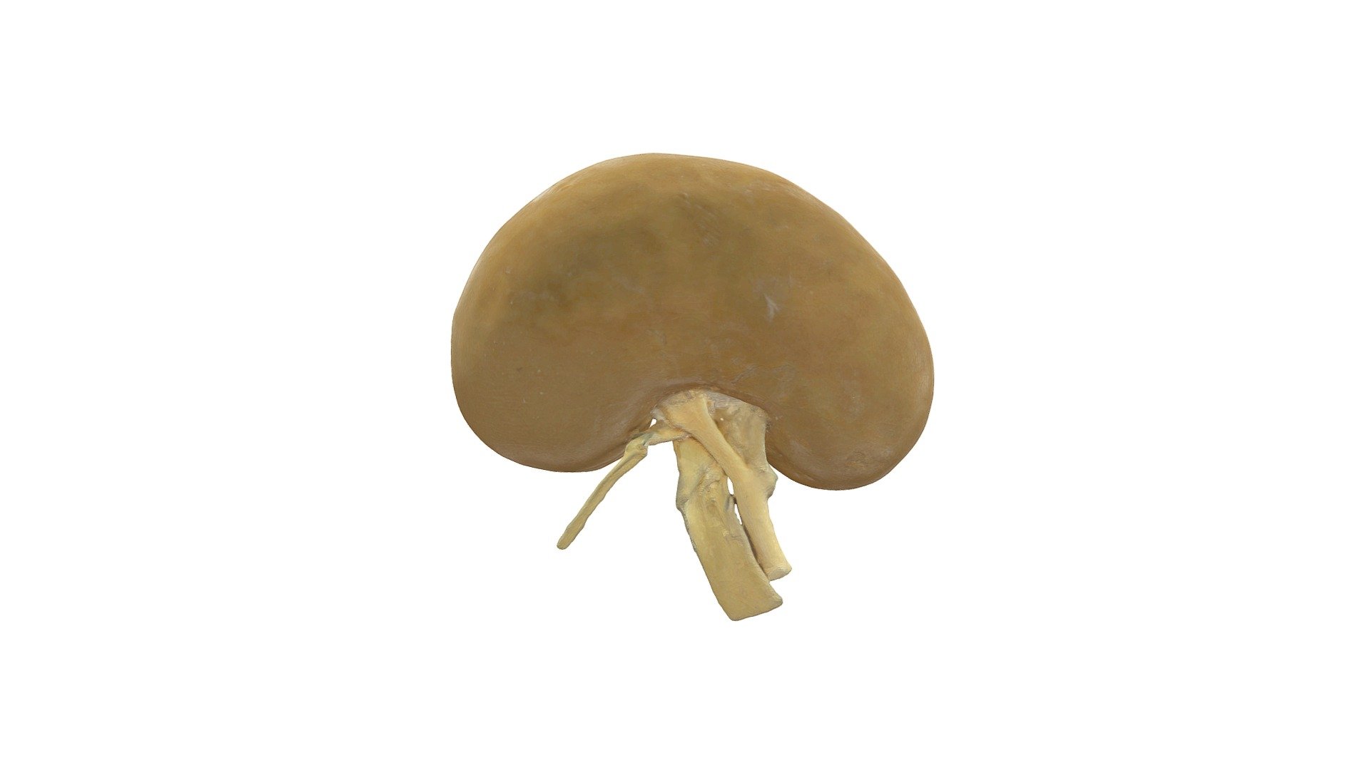 Kidney, sheep (plastinate) - 3D model by Vetanat.UZH [28849a7] - Sketchfab