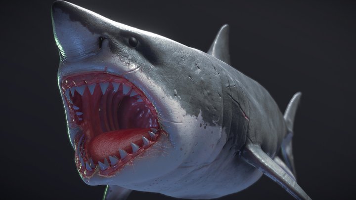 Great White Shark 3D Model