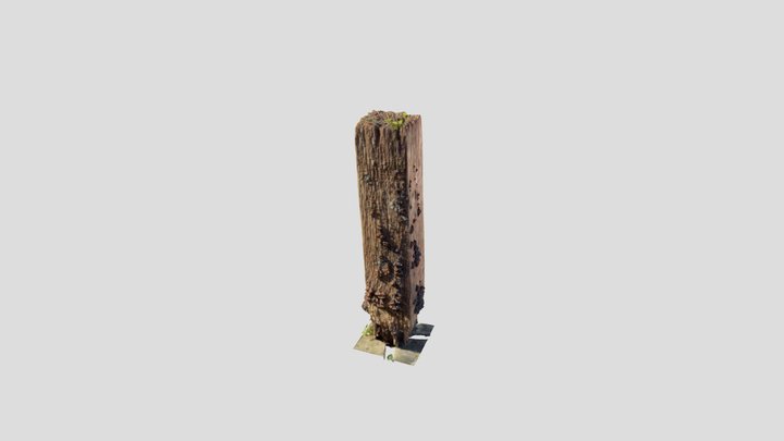 Wood post covered in mushrooms