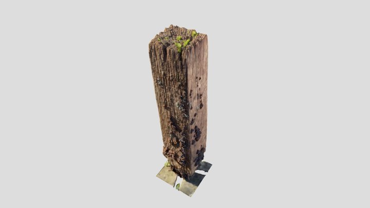 Wood post covered in mushrooms 3D Model