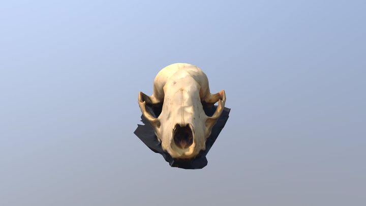 Rodent Skull 3D Model