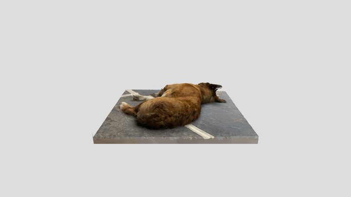 Lazy Dog - Belcarce, Argentina 3D Model