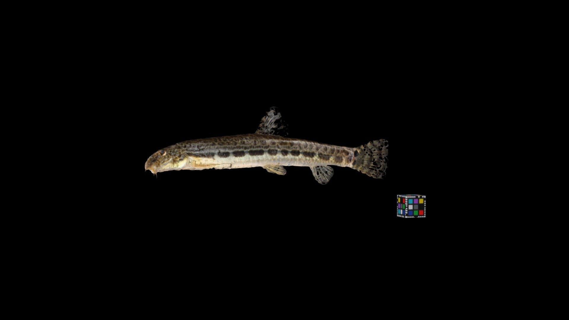 ヤマトシマドジョウ Spined loach, Cobitis matsubarae
