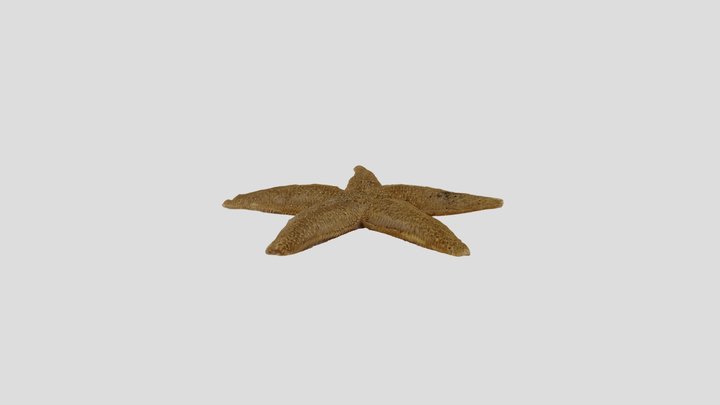 Common starfish (Asterias rubens) 3D Model