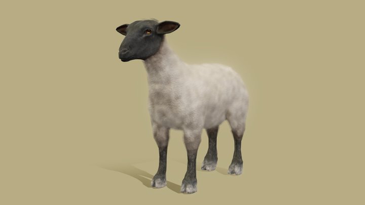 Sheep(Suffolk) - ヒツジ（サフォーク種） - August 2023 3D Model