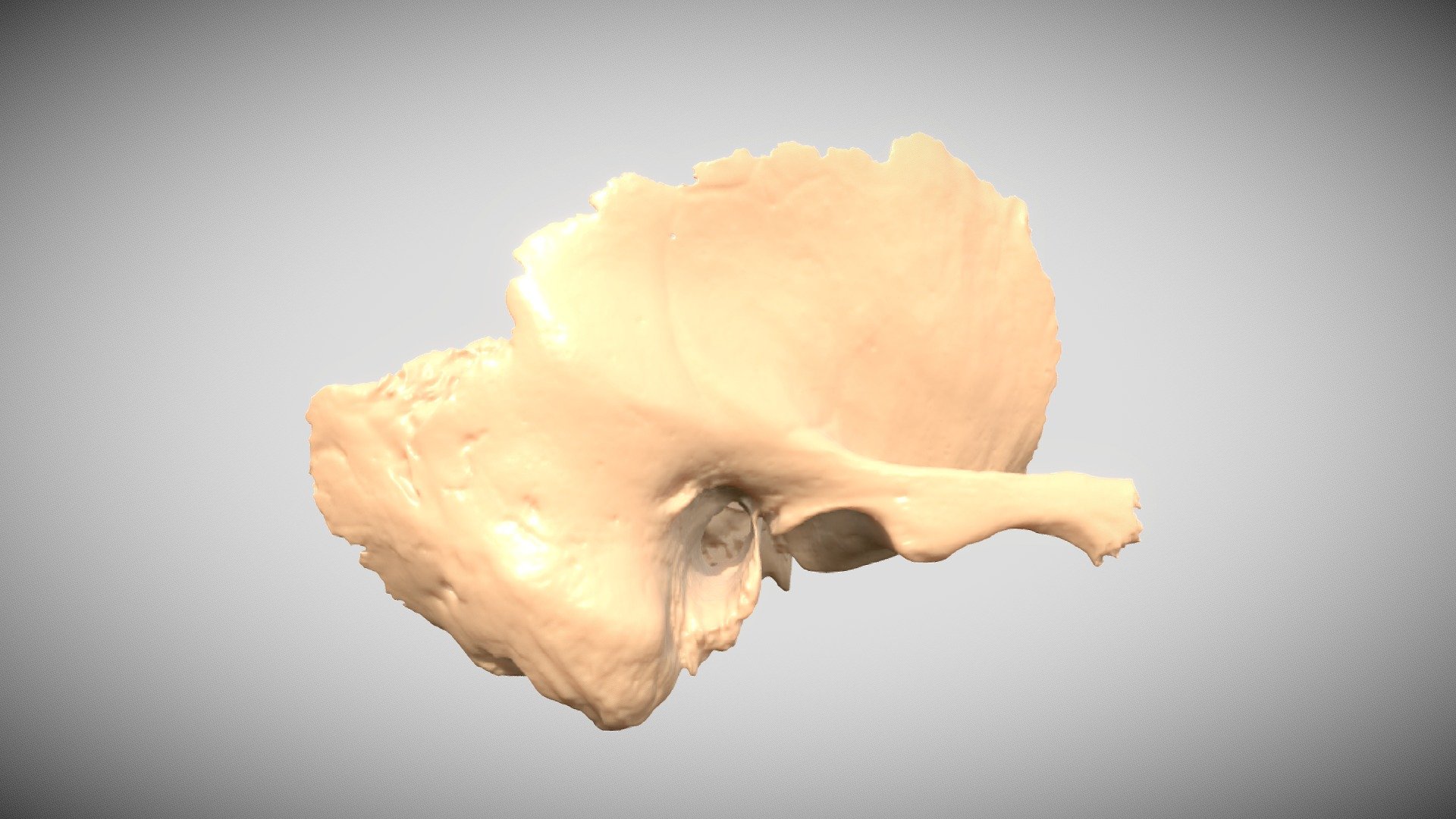 Temporal Bone Diagram Unlabeled