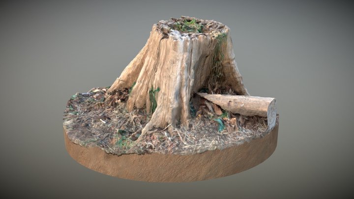 Old Tree Stump - Meshroom 3D Model