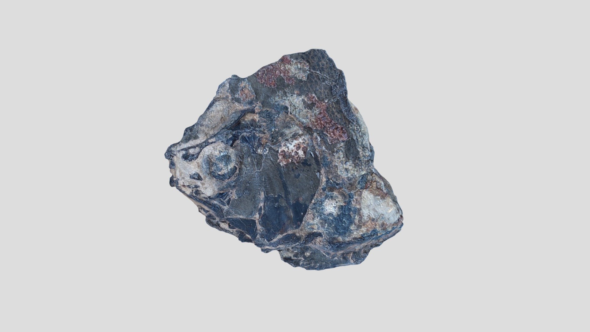 Whitephippus Tamesis OUMNH PAL-L.03296 — Sketchfab embed 3D viewer