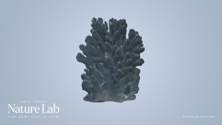 Blue Coral – Kostenloses 3D-Modell STL