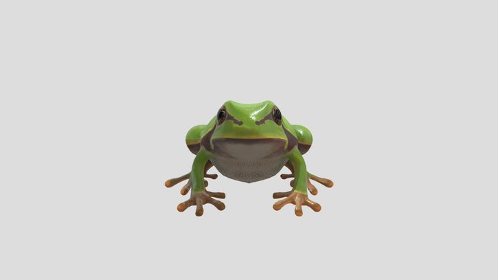 Frog 3D Model