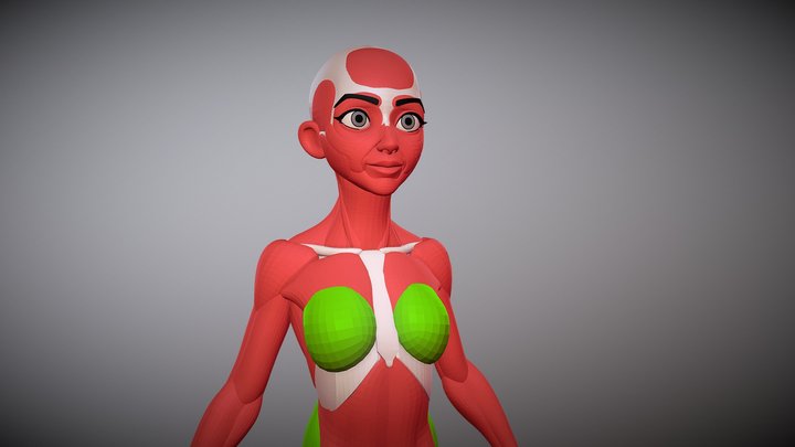 Stylized Female Anatomy Ecorche 3D Model