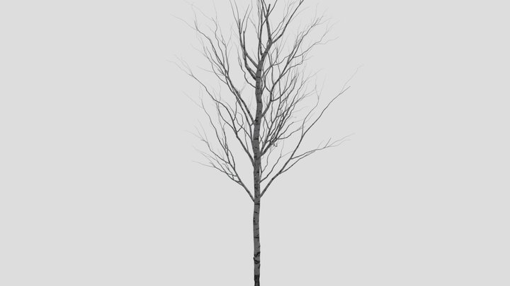 silver birch - 3D model by Jamlu69 [74450e8] - Sketchfab