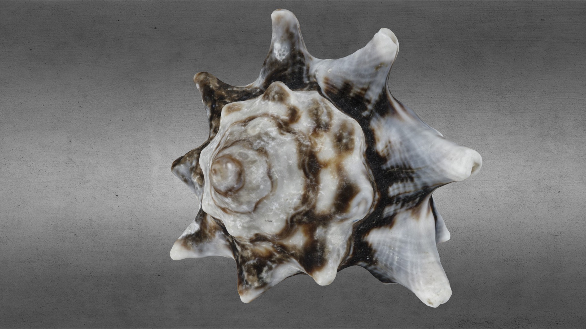 3D model snailMakro – 001 - This is a 3D model of the snailMakro - 001. The 3D model is about a skull of an animal.