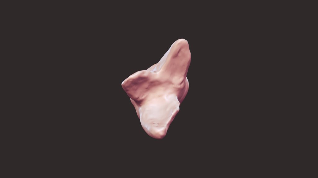Tooth bank -Dental Anatomy 2024 - A 3D model collection by Virtual ...