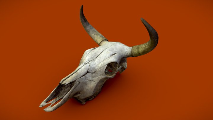 Dirty Cow Skull 3D Model