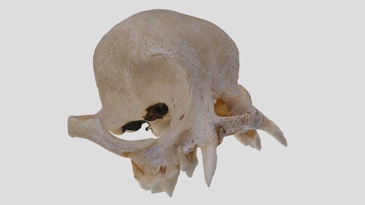 YPM MAM.004945 Dog (skull), Pekinese
