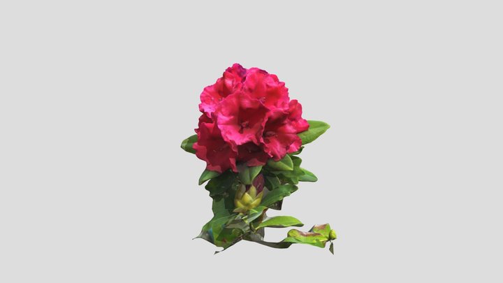 Rhododendron 4 Kiri no mask cropped – Modèle 3D gratuit STL