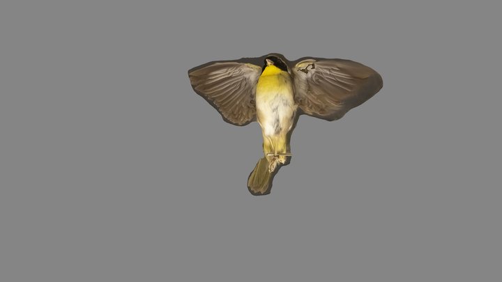 Common Yellowthroat 3D Model