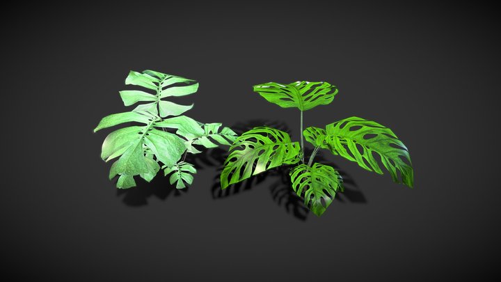 Monstera Plants 3D Model