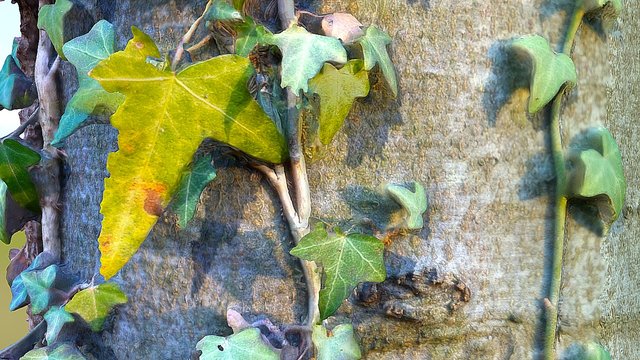 Autumn Ivy – Free 3D Model STL