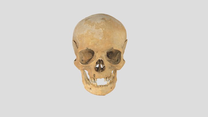 Czaszka 3D Model