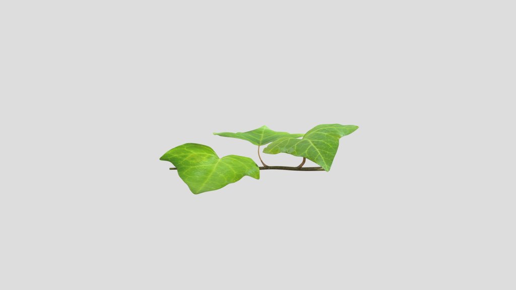 Ivy Leaf