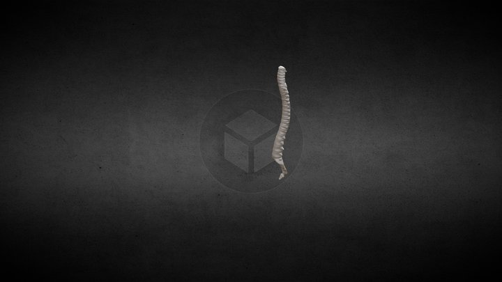 Human backbone 3D Model