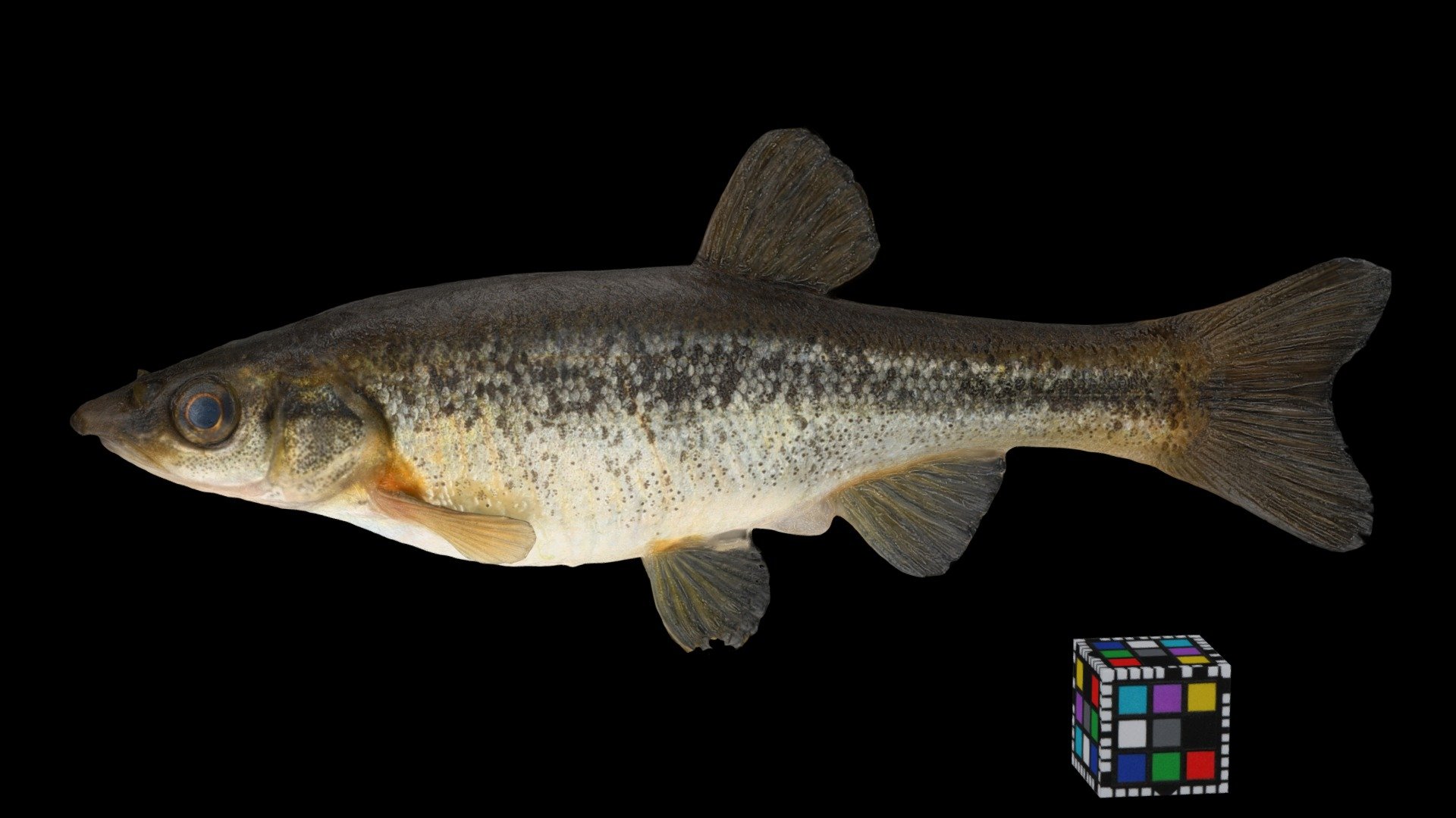 アブラハヤ ♀ Amur minnow, Rhynchocypris lagowskii