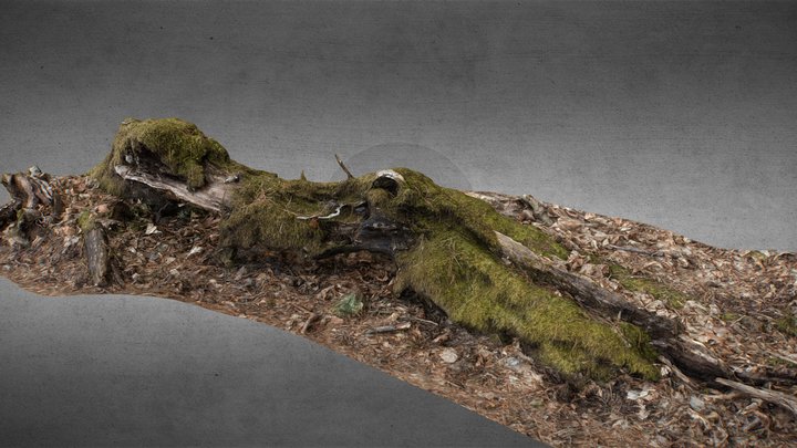 Tree trunk with moss 3D Model