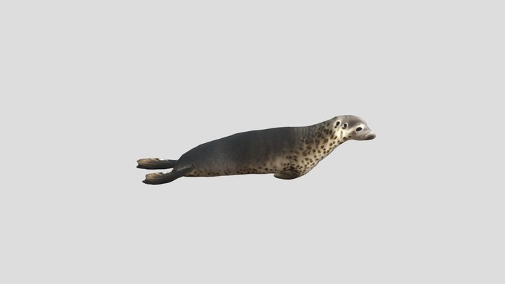 Aniamted Seal 3D Model