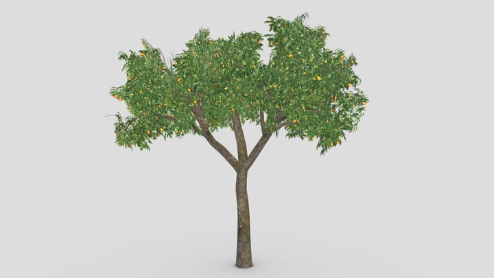 Orange Tree- S11 3D Model