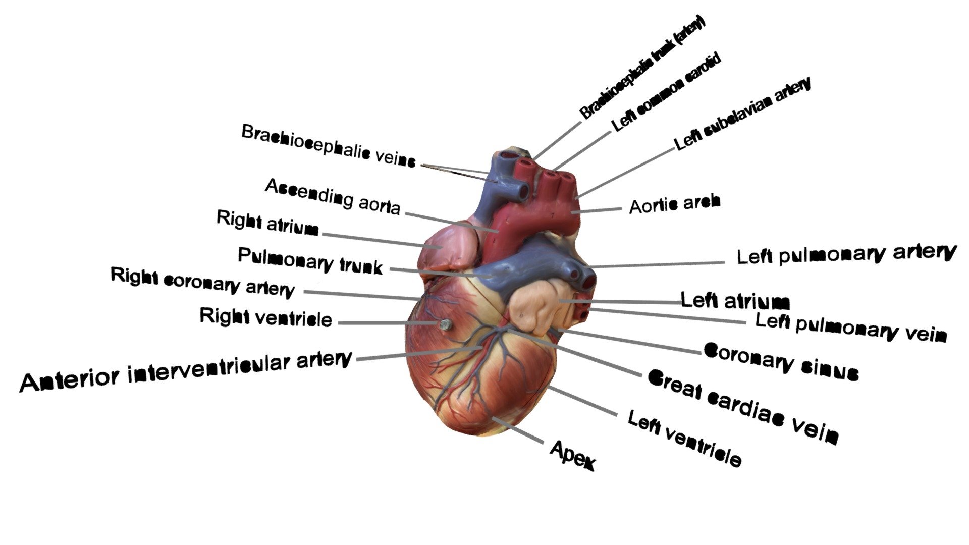 3D Heart Model