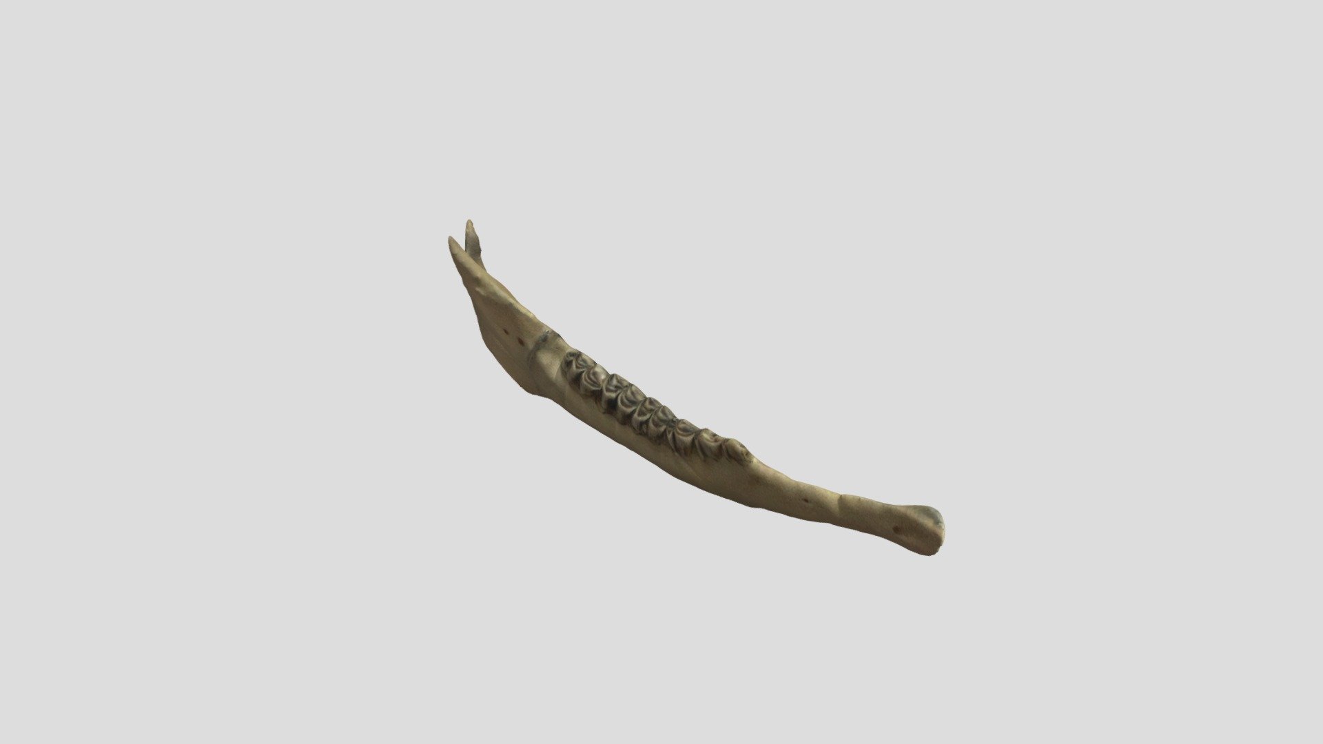 White-tailed deer jaw #B30