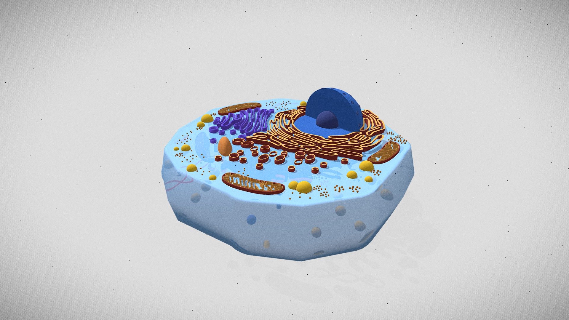 Animal Cell structure - 3D model by appsnation (@appsnation.co ...