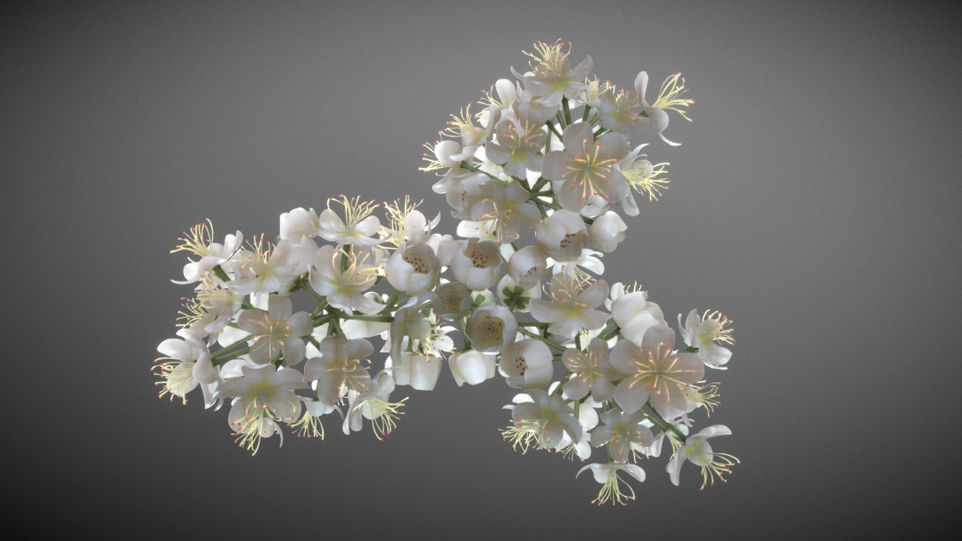 3D model Blossom of a Rowan High-Poly - This is a 3D model of the Blossom of a Rowan High-Poly. The 3D model is about a white flower on a branch.