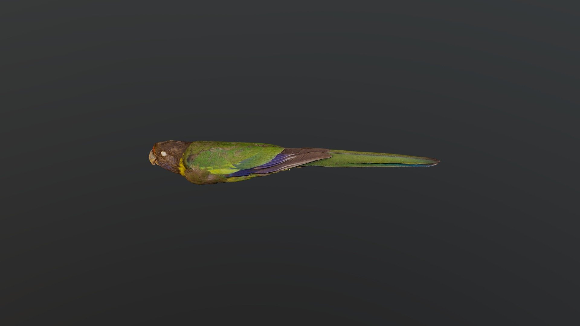 Australian Ringneck - Barnardius zonarius