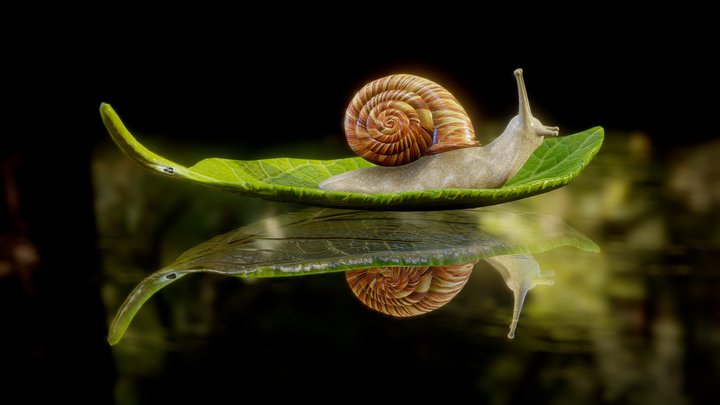 Snail in the Water 3D Model