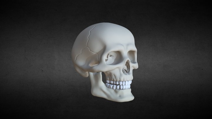 Human Skull 3D Model