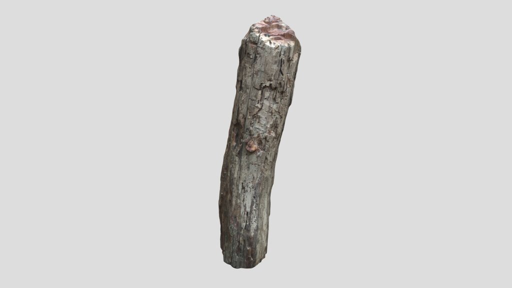 Tree Trunk Cutted