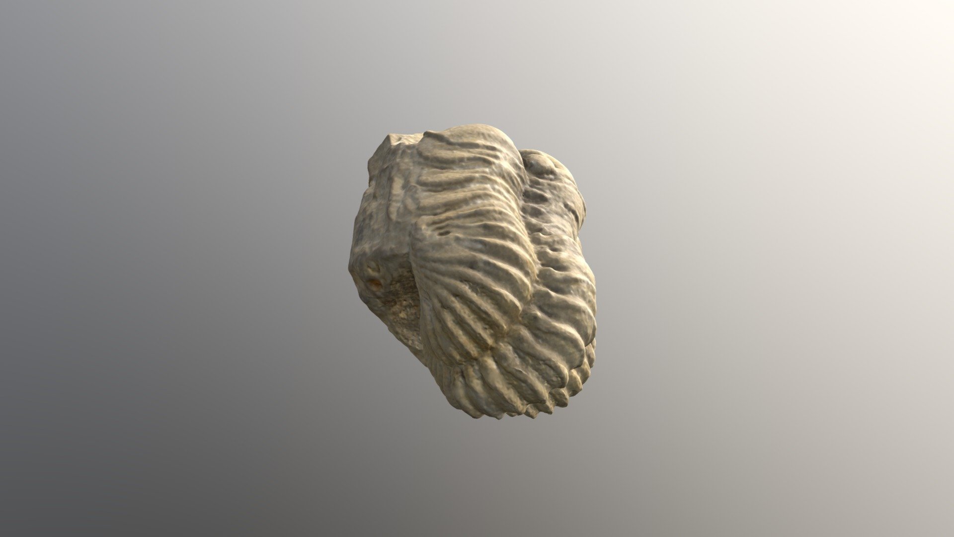 Trilobite - Printable (high resolution)