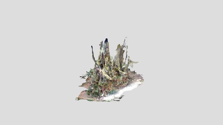 Nothafagus 3D Model