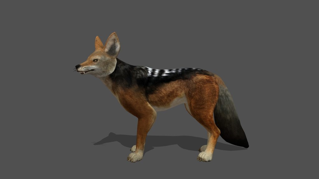 Animated Jackal – 3D Animal Model