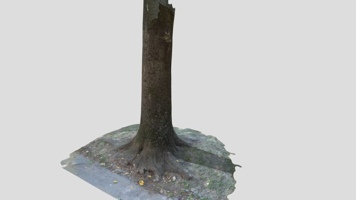 Deciduous tree bark low poly 3D Model